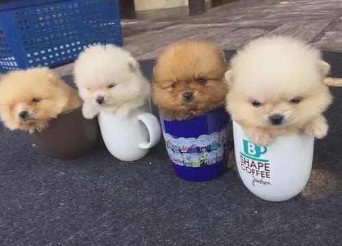 �豭Ȯ�ص�---����ѵȮ